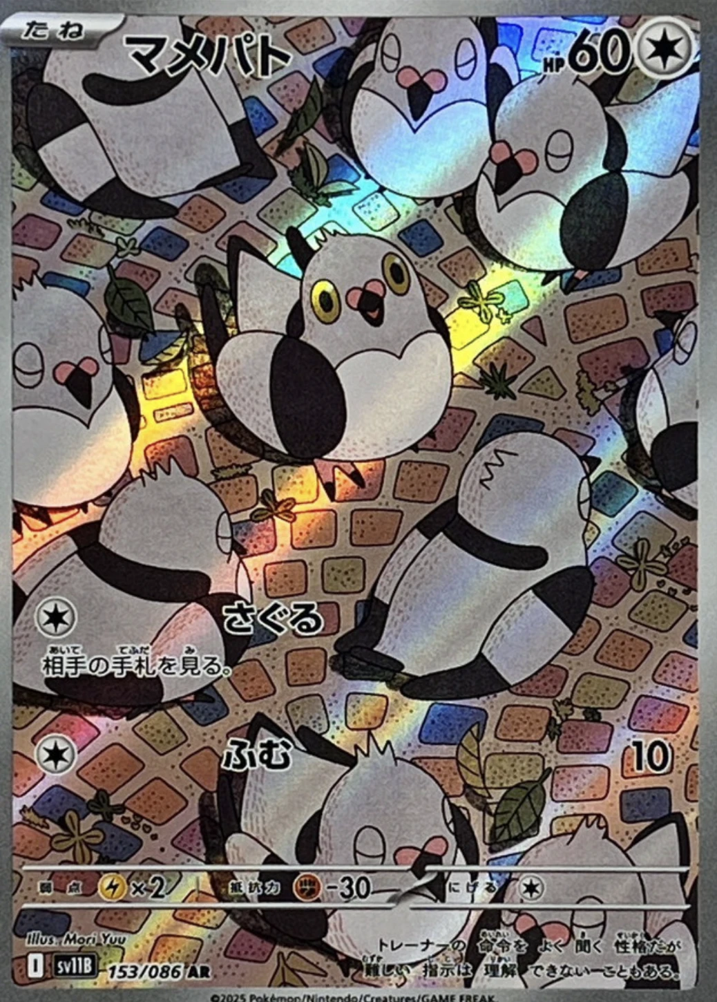 マメパト