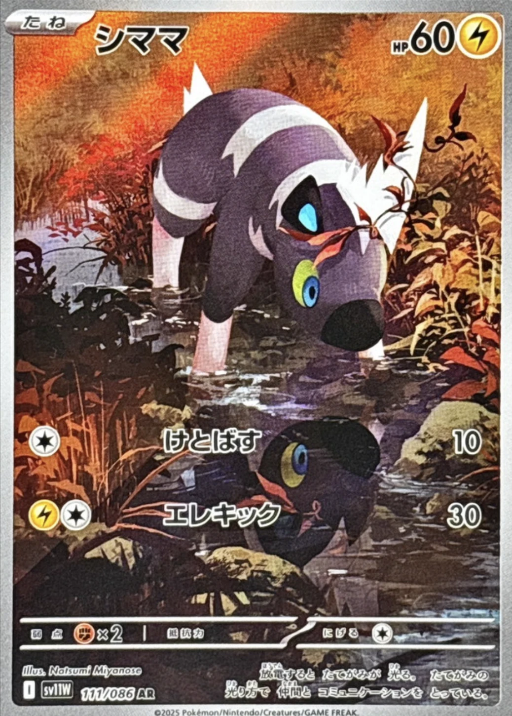 シママ