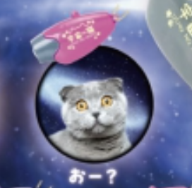 【宇宙の猫】おー?