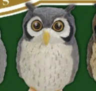 【幸福の梟コレクション】アフリカコノハズクA