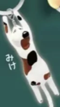 【崖っぷちにゃんこ】みけ