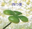 【草生えてて草】四つ葉